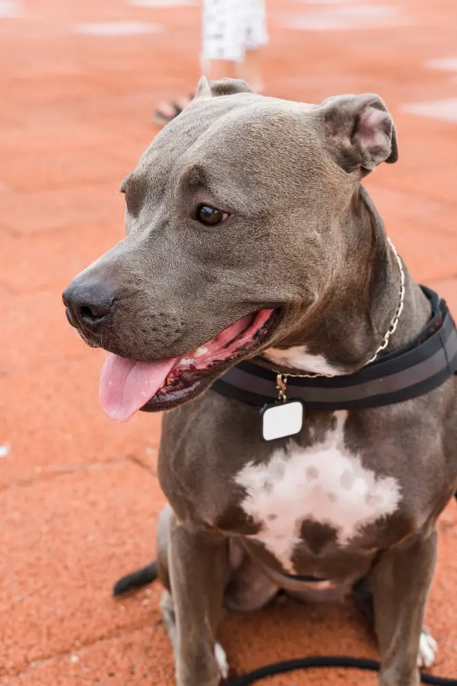 Dog Identification Collars in Pet Fashion
