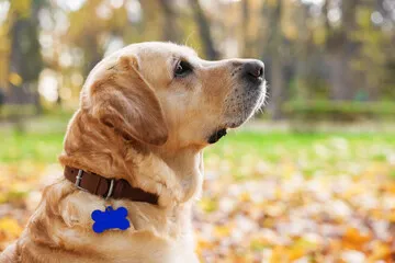Suitable Collar