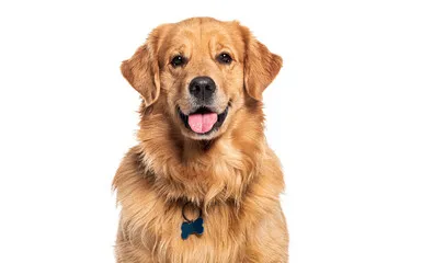 Dog Collar Tags