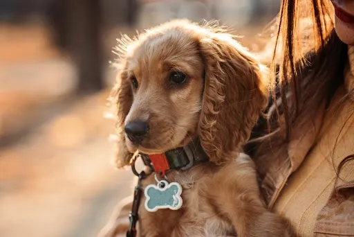 Fashion Statement For Your Four-Legged Friend