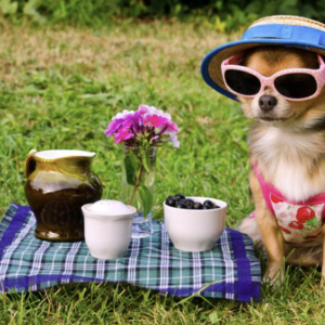 Apparel, Pet Clothes